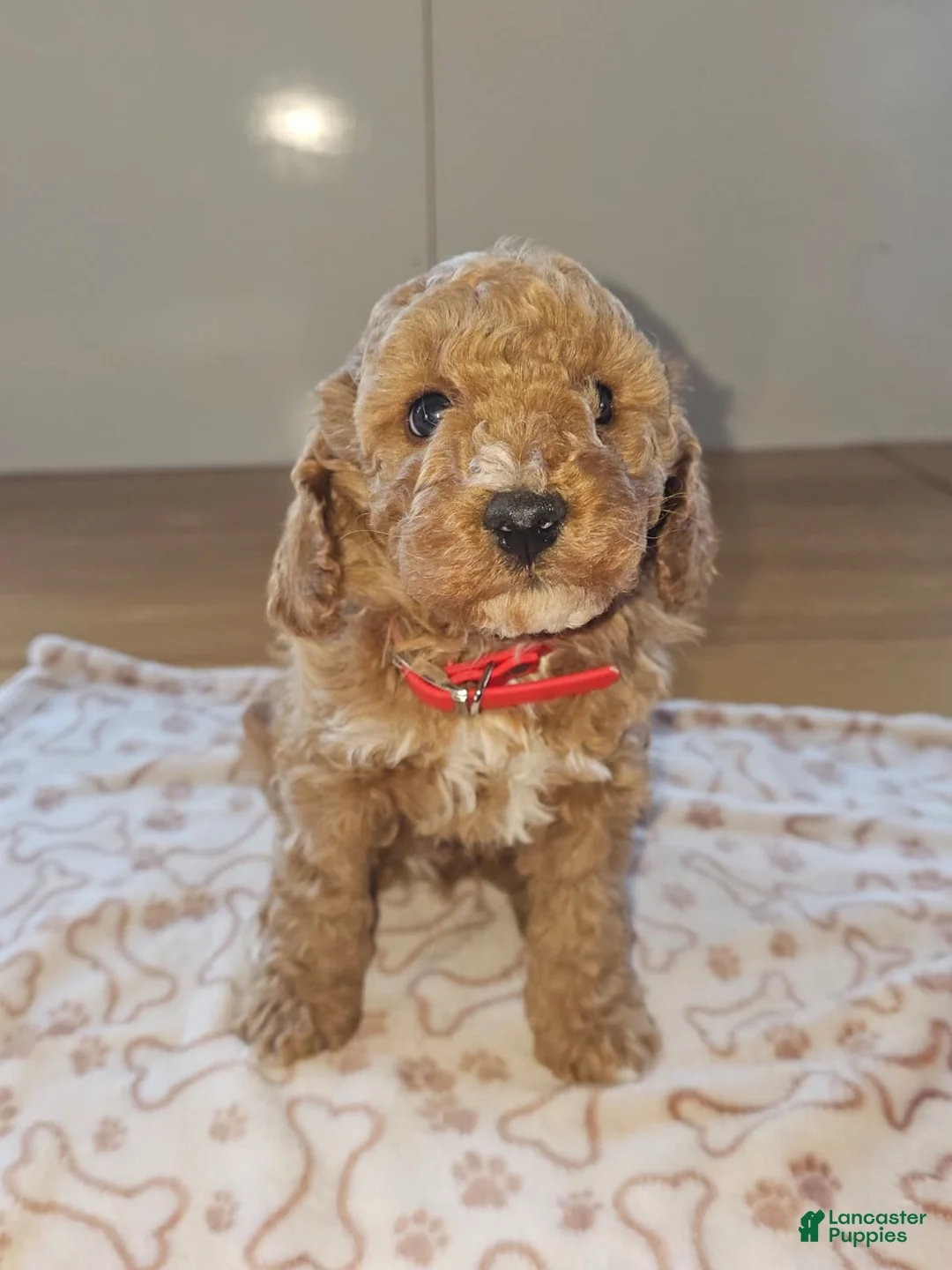 Miniature Poodle dogs for sale: Toffee - Ad 1