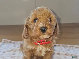 Miniature Poodle dogs Toffee - Ad 13