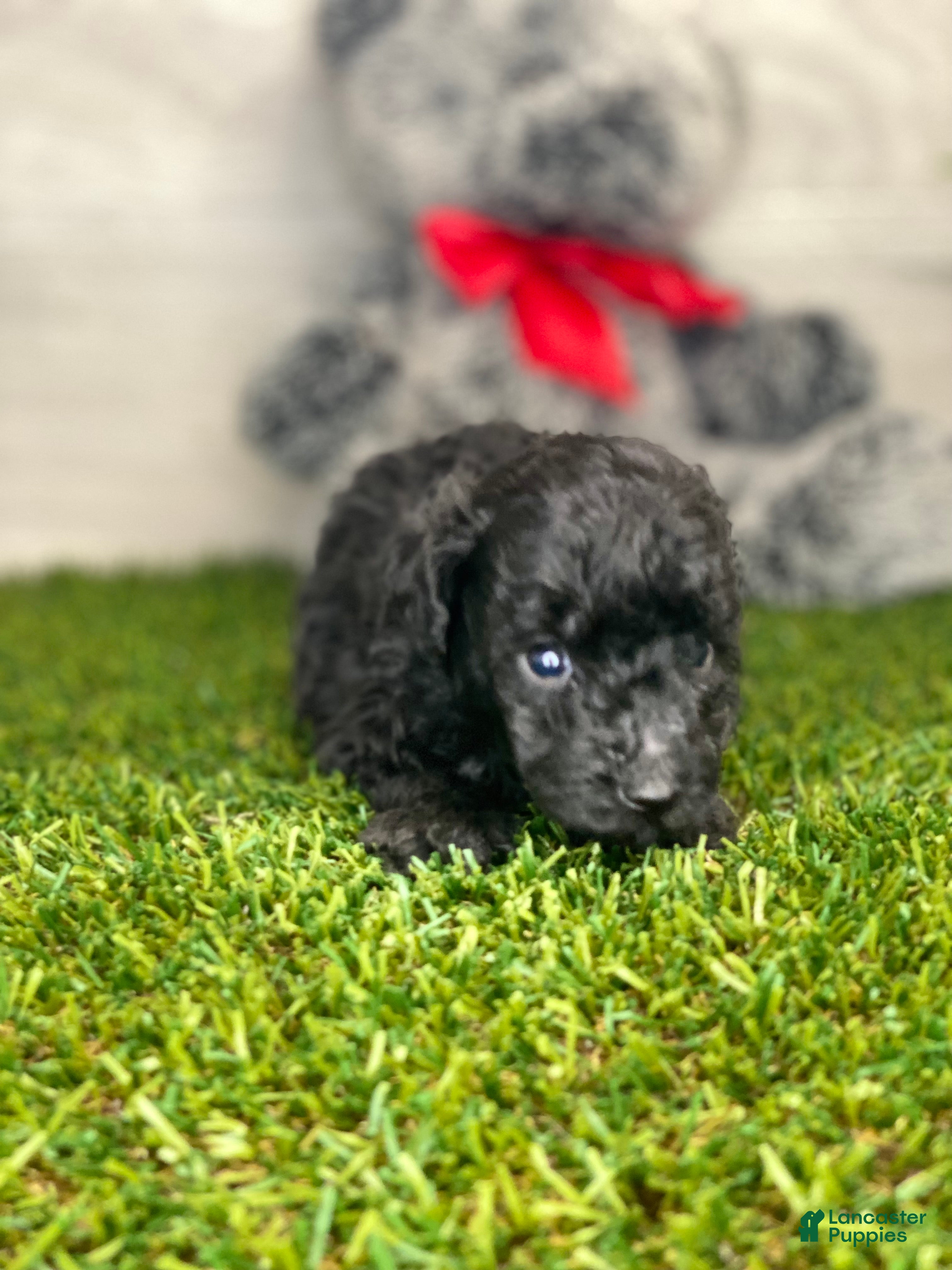 Toy Poodle dogs MAC - Ad 2