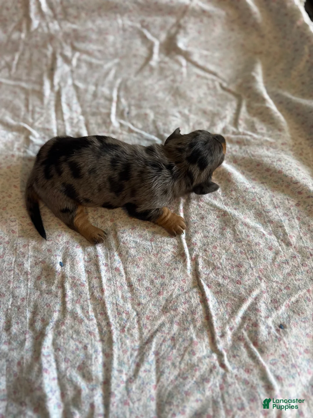 Miniature Dachshund dogs for sale: Claire - Ad 1