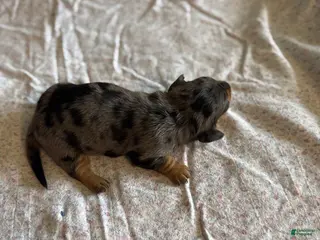 Miniature Dachshund dogs Claire - Ad 3