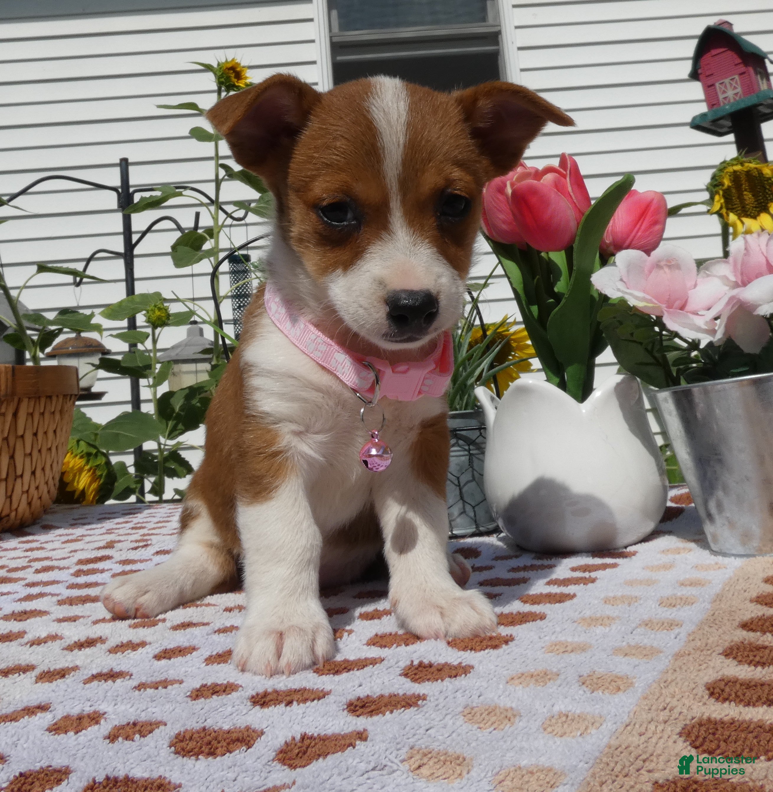 Jack Chi dogs for sale: Jack Chi 9 Tootie - Ad 2