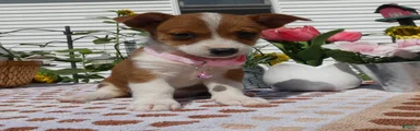 Jack Chi 9 Tootie