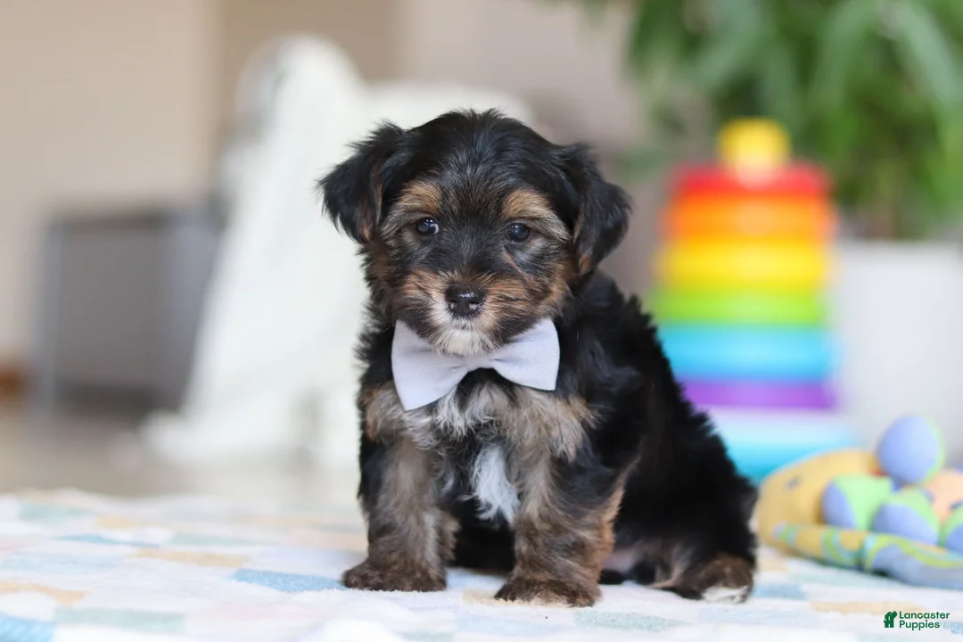Morkie dogs for sale: Leroy - Ad 3