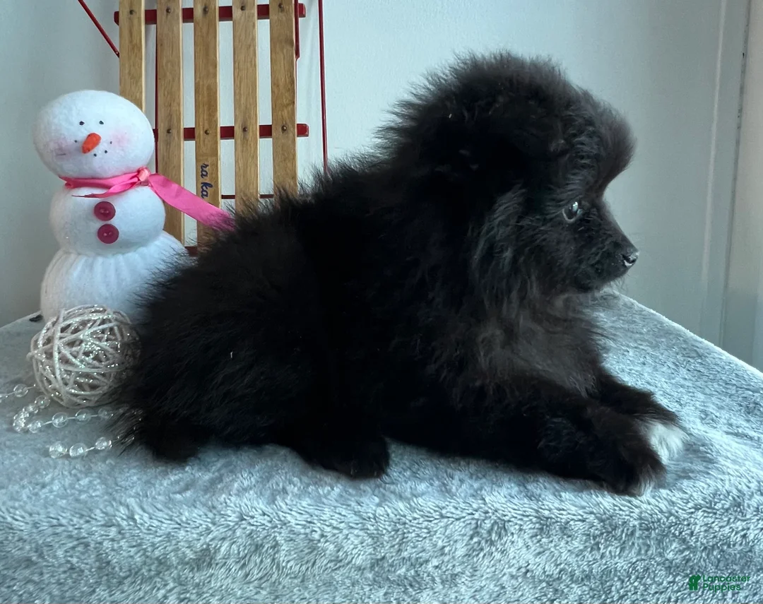 Pomeranian dogs for sale: Blackie - Ad 6
