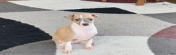Italian Greyhound dogs for sale: Trina - Ad 12