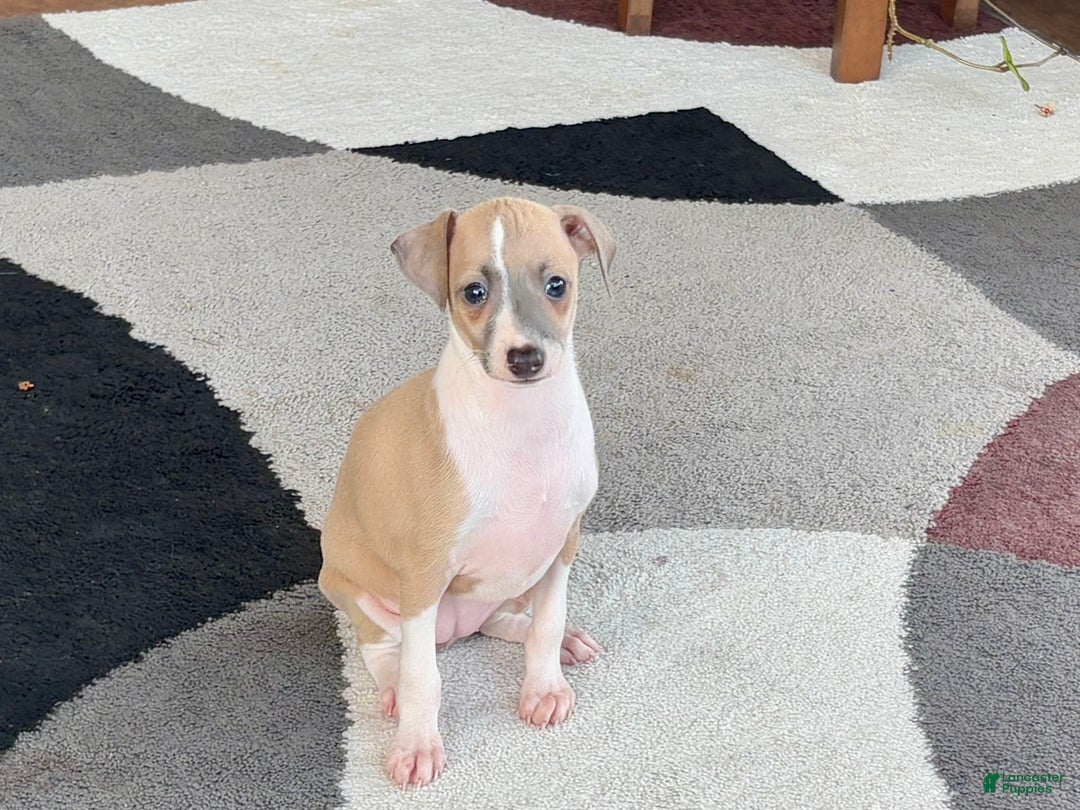 Italian Greyhound dogs for sale: Trina - Ad 12