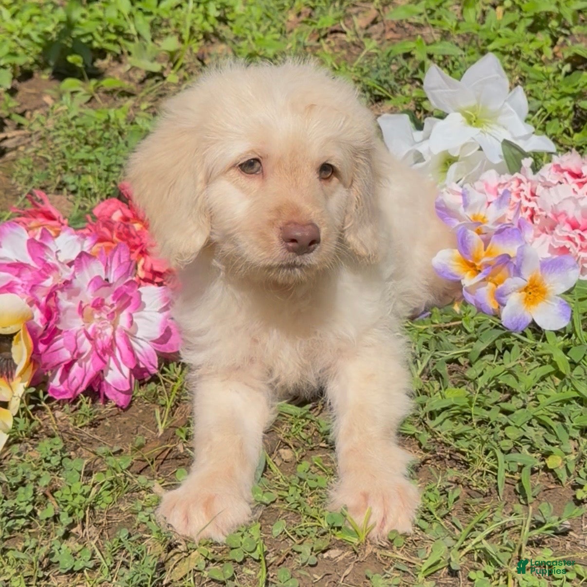 Mini Goldendoodle dogs Flynn - Ad 1