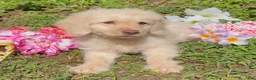Mini Goldendoodle dogs for sale: Flynn - Ad 1