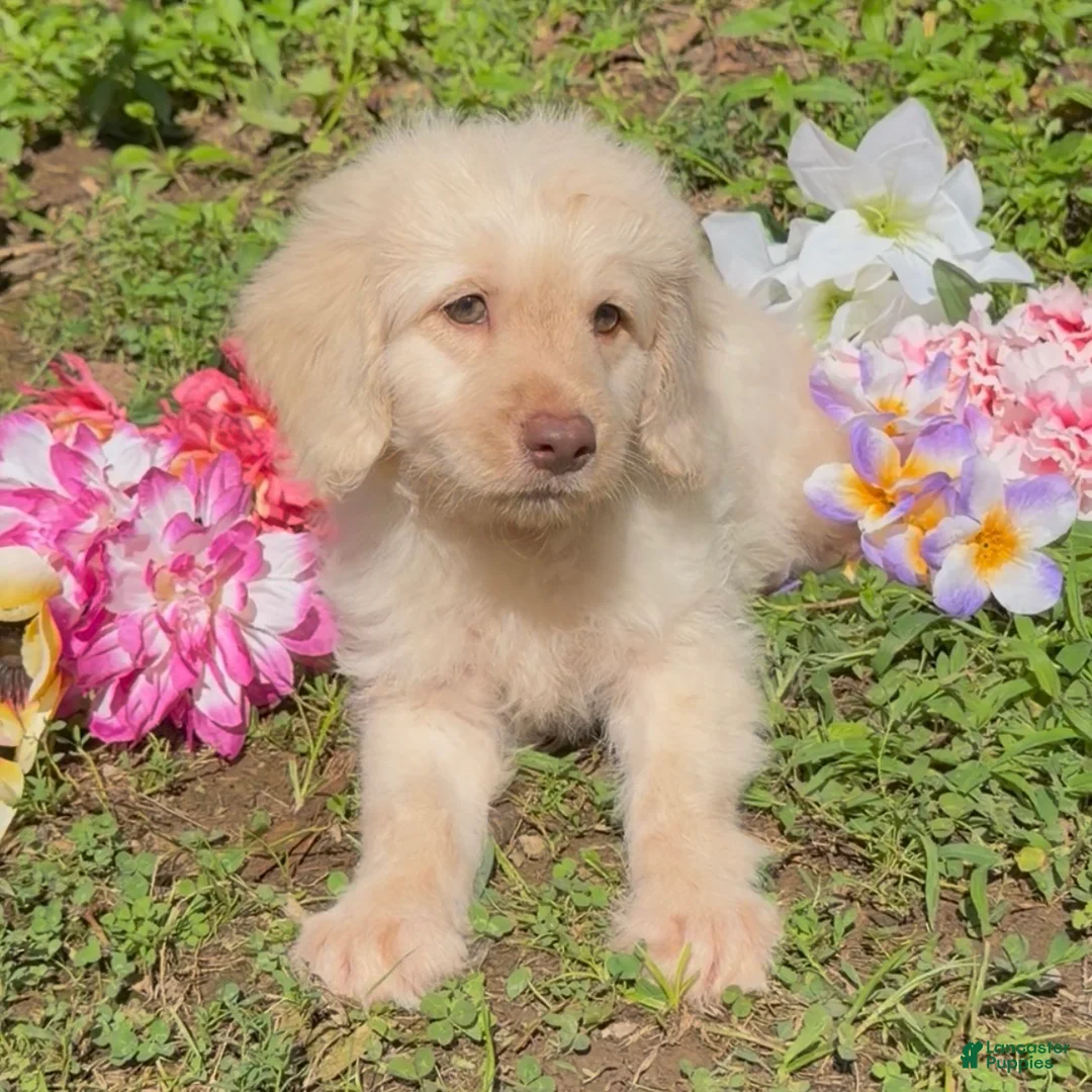 Mini Goldendoodle dogs for sale: Flynn - Ad 1