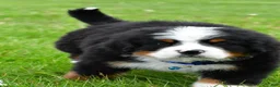 Bernese Mountain Dog dogs for sale: Robby - Ad 4