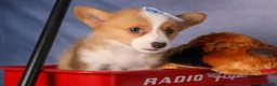 Welsh Corgi Pembroke dogs for sale: Barry🐾 - Ad 12