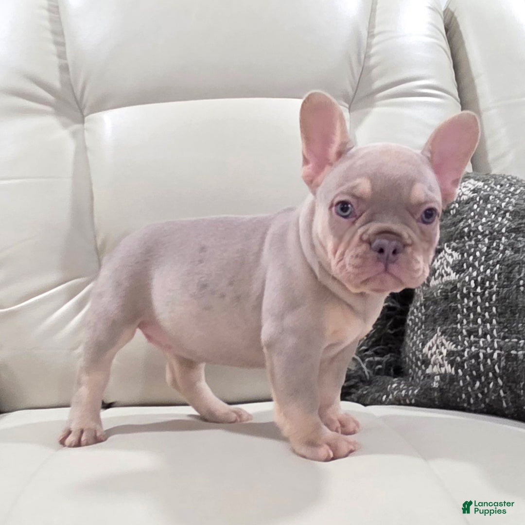French Bulldog dogs for sale: Kai - Ad 8