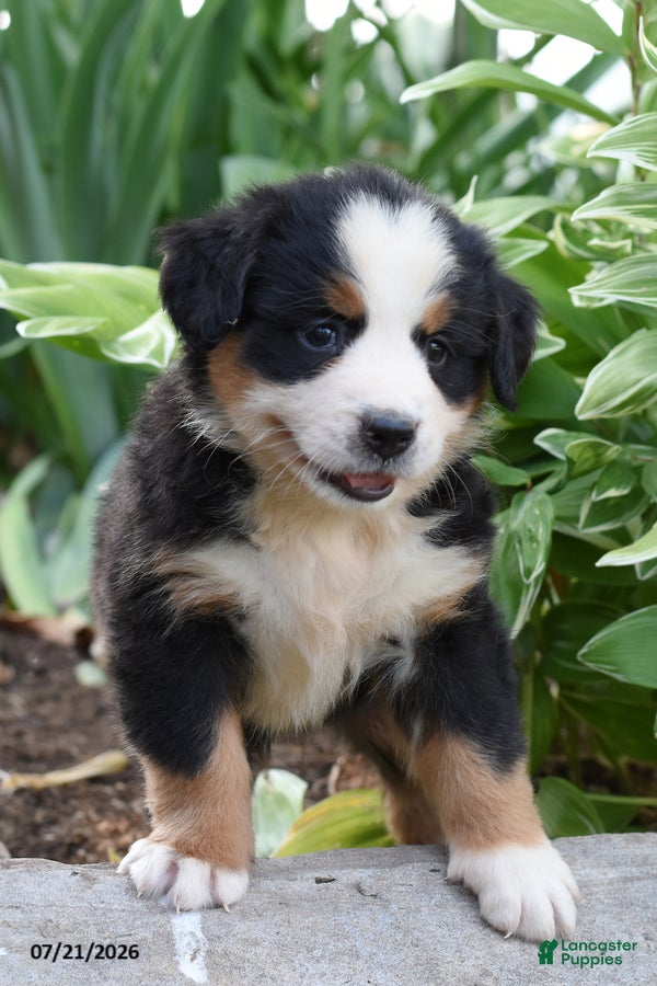 Bernese Mountain Dog dogs Ellie - Ad 1