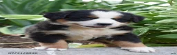 Bernese Mountain Dog dogs for sale: Ellie - Ad 1