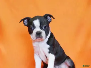 Boston Terrier dogs for sale: Remmy - Ad 4