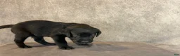 Labrador Retriever dogs for sale: Ms. Pink - Ad 3