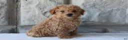 Bichpoo dogs for sale: Bella - Ad 4
