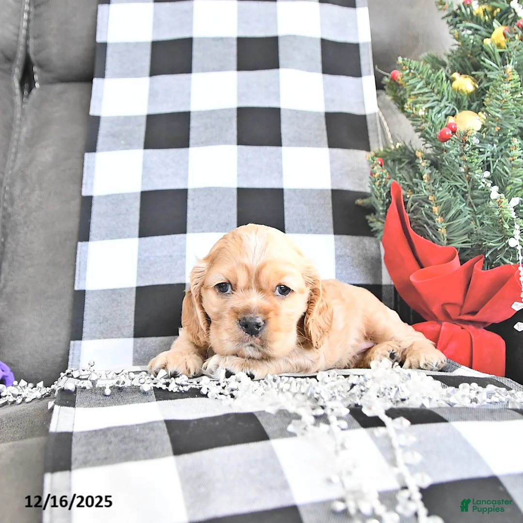 Cocker Spaniel dogs for sale: Sparkle - Ad 2