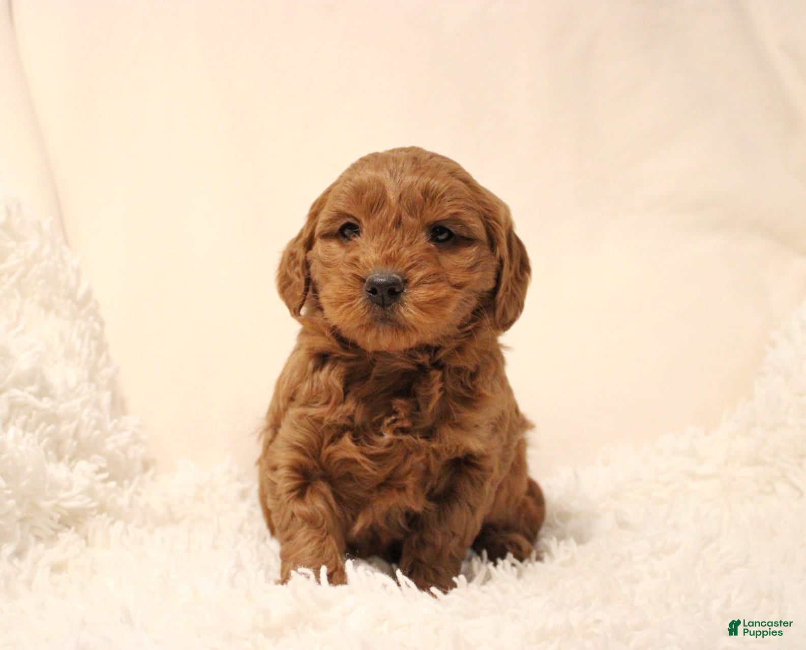 Mini Goldendoodle dogs Bella - Ad 14