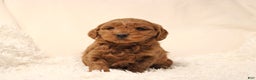 Mini Goldendoodle dogs for sale: Bella - Ad 1