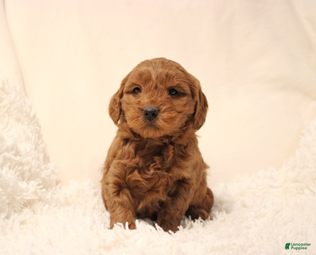 Mini Goldendoodle dogs for sale: Bella - Ad 1