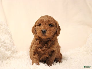 Mini Goldendoodle dogs Bella - Ad 28