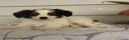 Papillon dogs for sale: Rascal - Ad 5