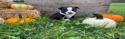 Boston Terrier dogs for sale: Milo - Ad 5