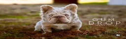 French Bulldog dogs for stud: Knuckles - Ad 5