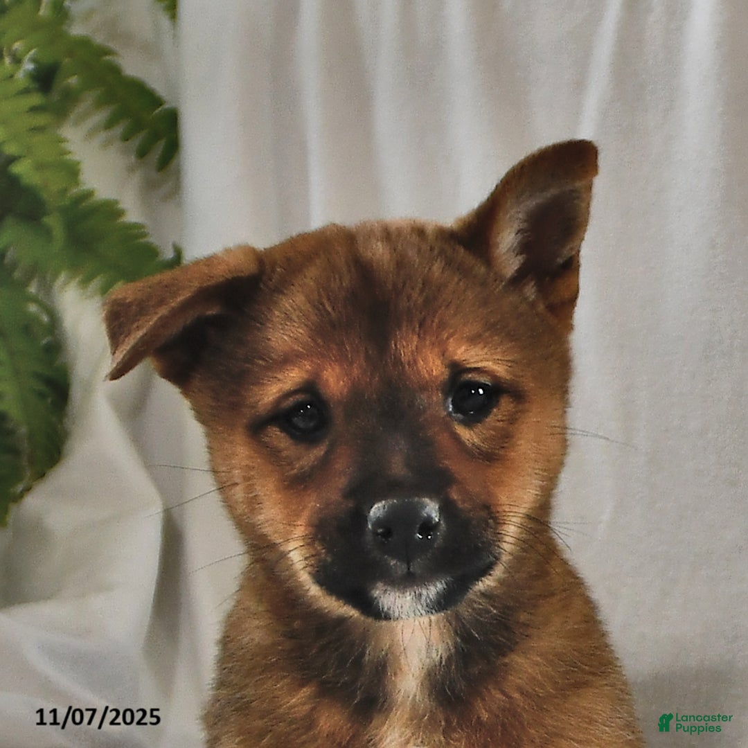 Mixed Breed dogs for sale: Missy - Ad 12