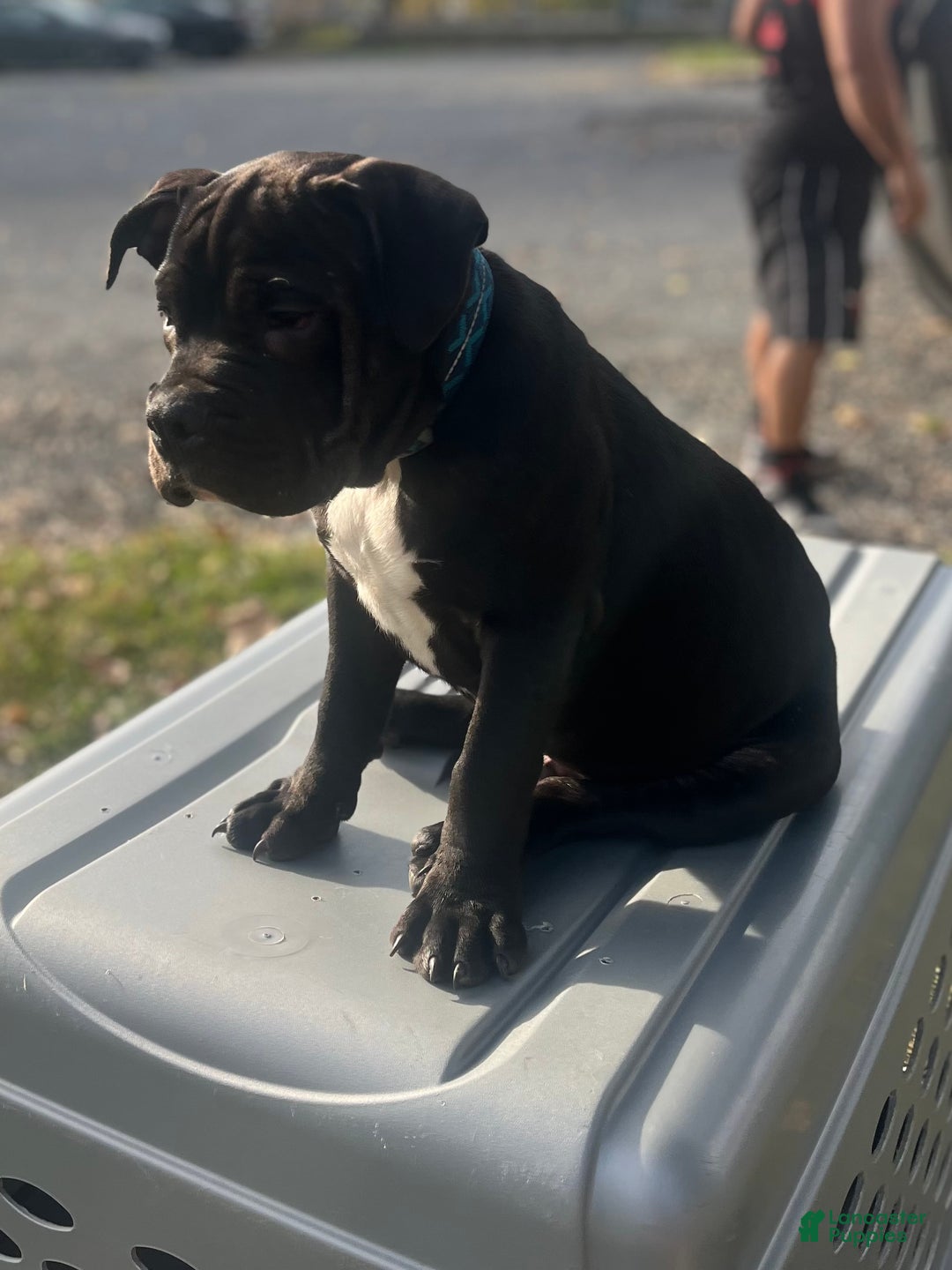 American Bully dogs for sale:  Puppy 1 - Ad 13