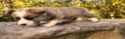 Welsh Corgi Pembroke dogs for sale: Teddy - Ad 7