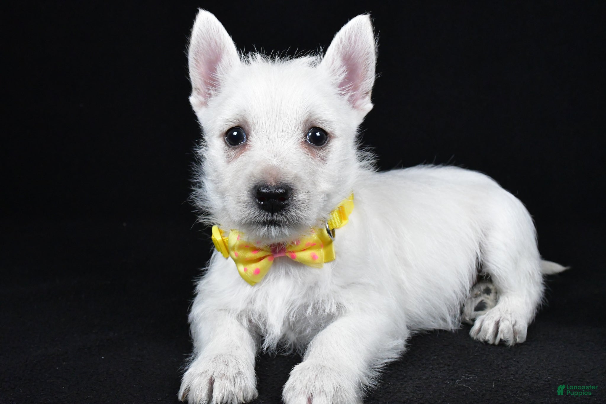 West Highland Terrier dogs Leo - Ad 1