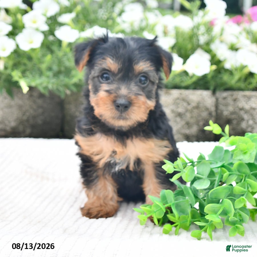 Yorkshire Terrier dogs Aaron - Ad 2