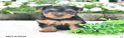 Yorkshire Terrier dogs for sale: Aaron - Ad 2