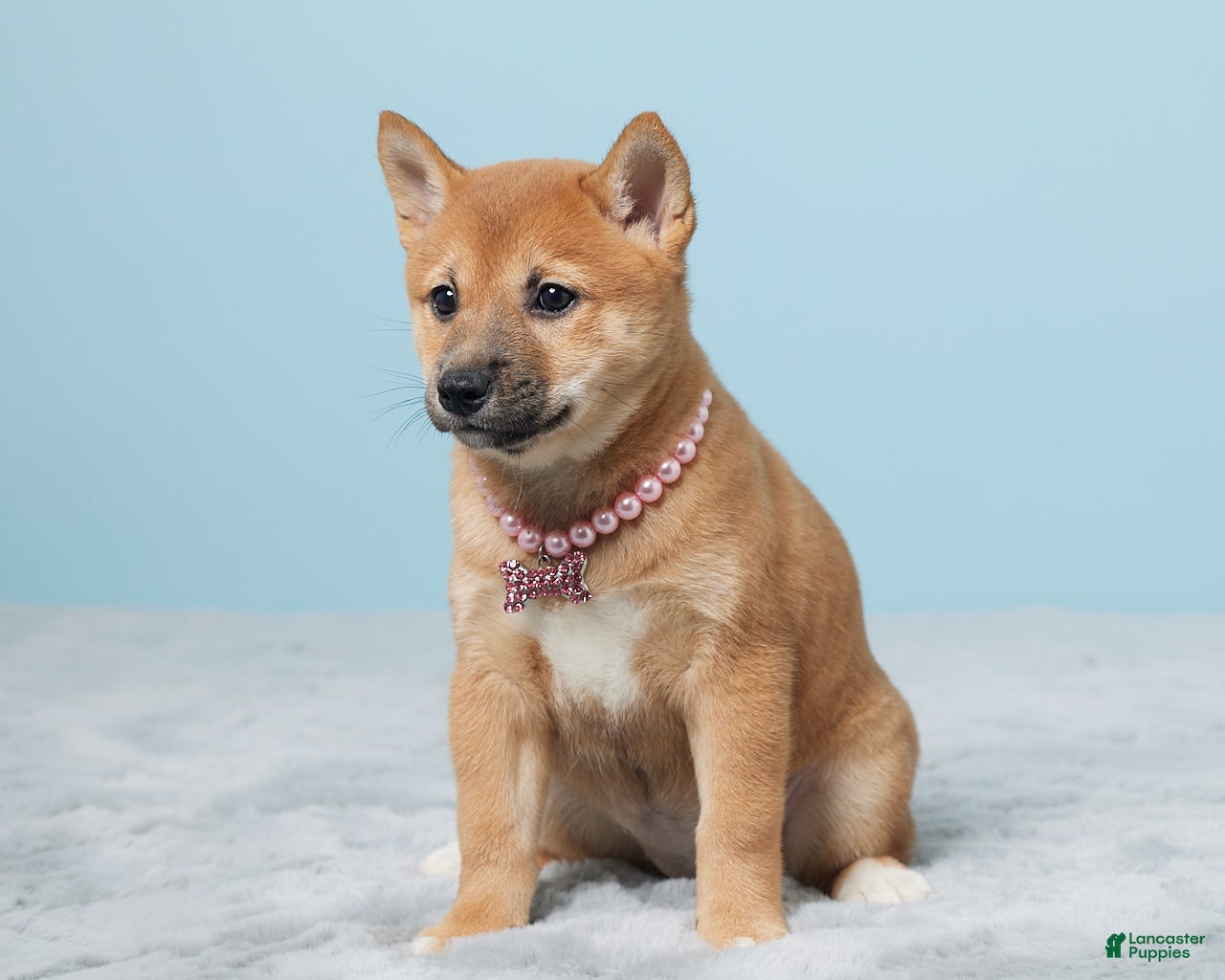 Dogs Shih Tzu And Shiba Inu Mix Shiba Inu Breed Information