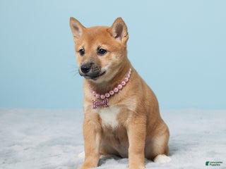 Shiba Inu dogs Tillie - Ad 24