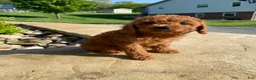 Cavapoo dogs for sale: Hazel - Ad 2