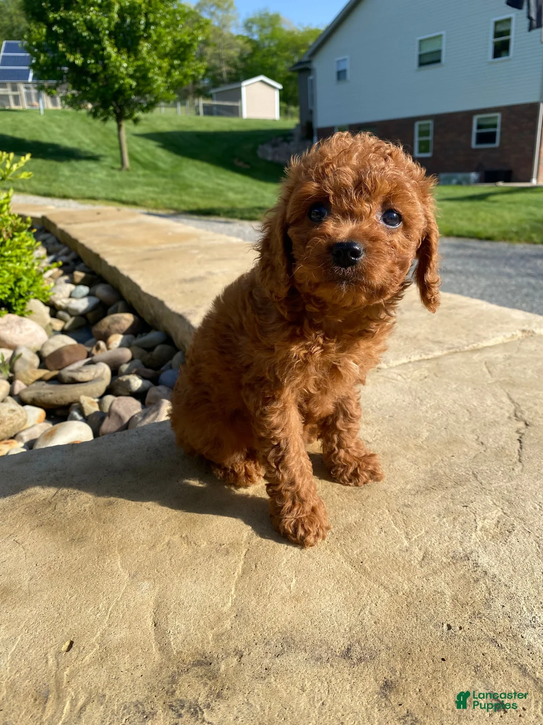 Cavapoo dogs for sale: Hazel - Ad 2