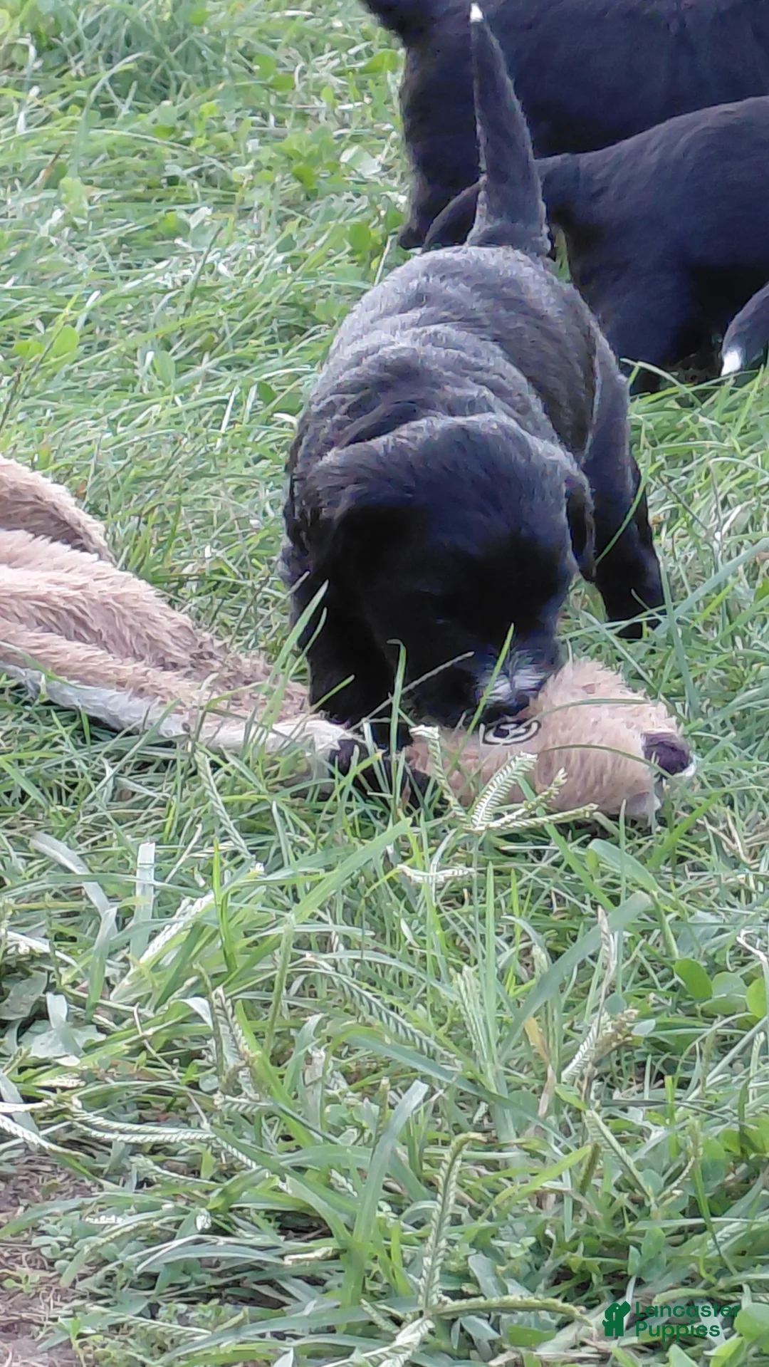 Mini Goldendoodle dogs for sale: Mountain Goldendoodle - Marshall - Ad 2