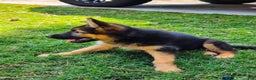 German Shepherd dogs for sale: German Shepherd Puppy 2 - Ad 3