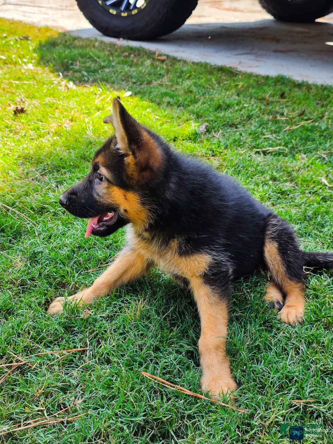 German Shepherd dogs for sale: German Shepherd Puppy 2 - Ad 3