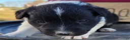Border Collie dogs for sale: Border Collie 2 Trooper - Ad 1