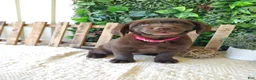 Labrador Retriever dogs for sale: Iris - Ad 7