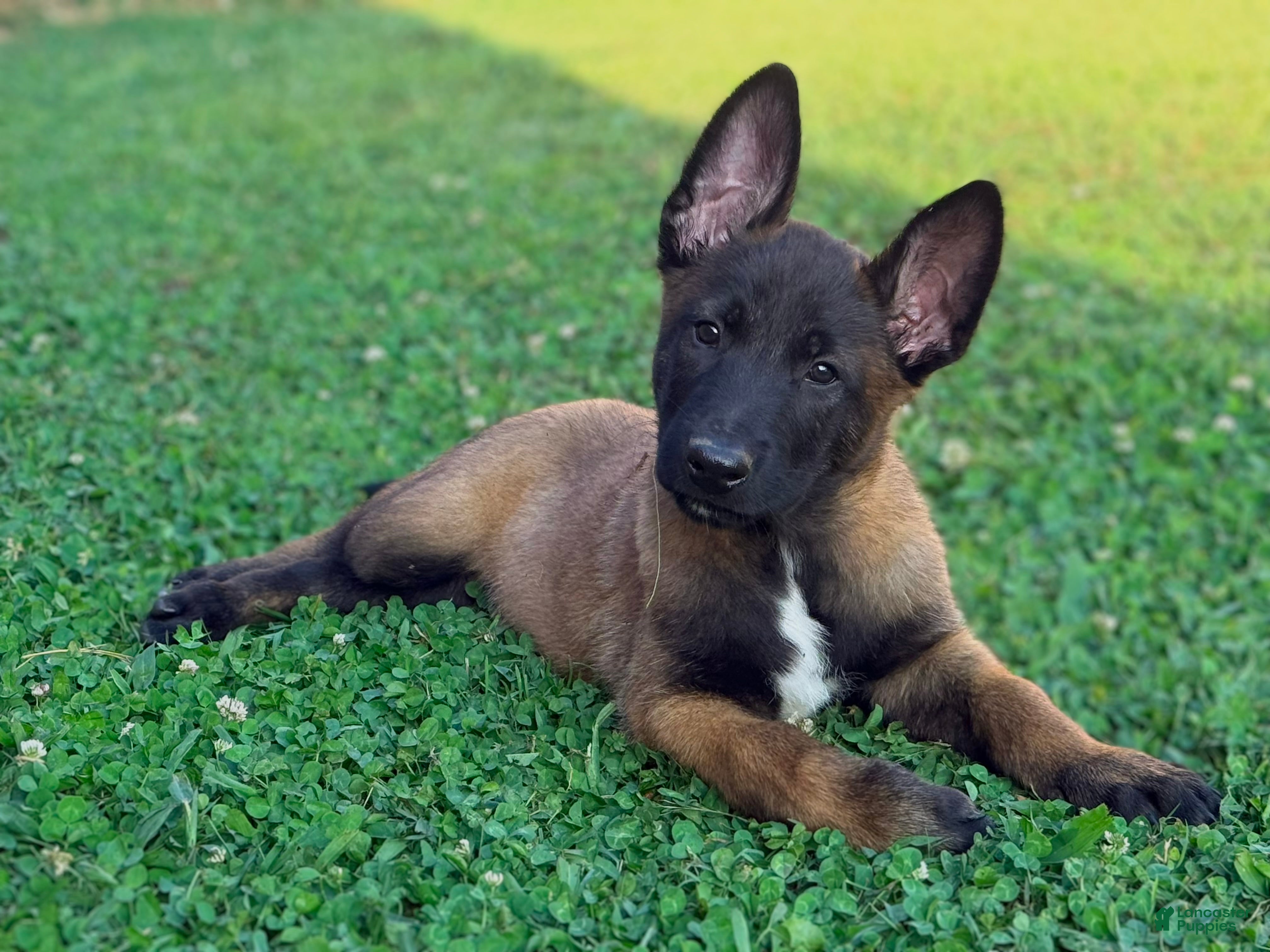 Belgian Malinois dogs AKC Belgian Malinois - Green Collar - Ad 14
