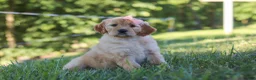 Mixed Breed dogs for sale: Jada - Ad 1