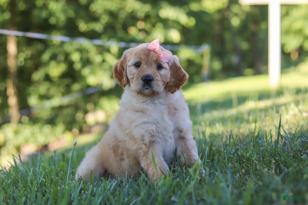 Mixed Breed dogs for sale: Jada - Ad 1