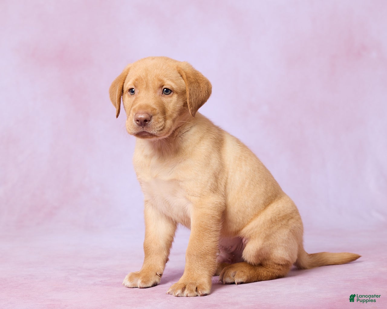 Labrador Retriever dogs Dallas - Ad 2