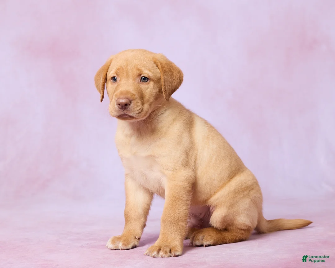 Labrador Retriever dogs for sale: Dallas - Ad 2